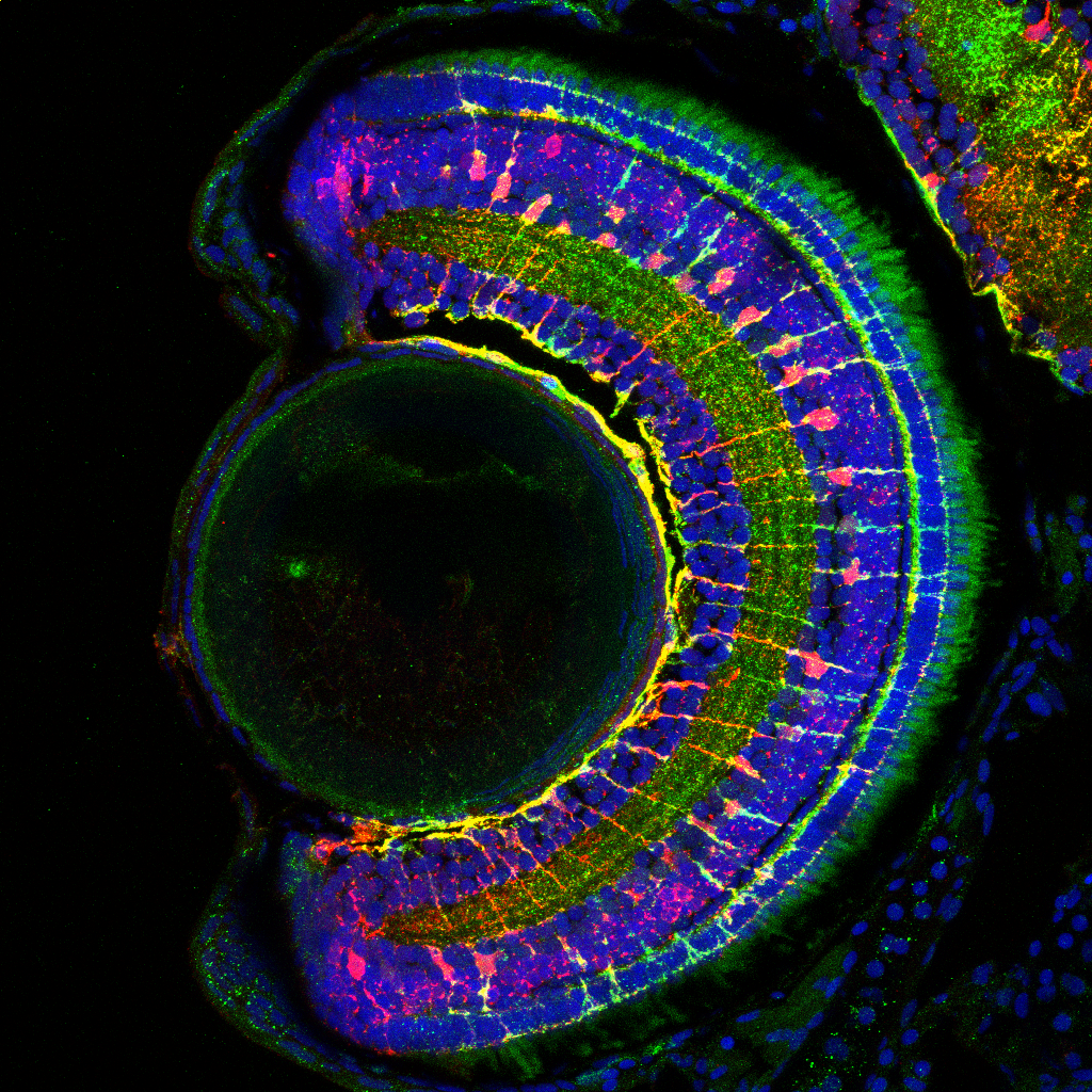 Prof Vince Tropepe's lab using zebrafish as a vertebrate model for