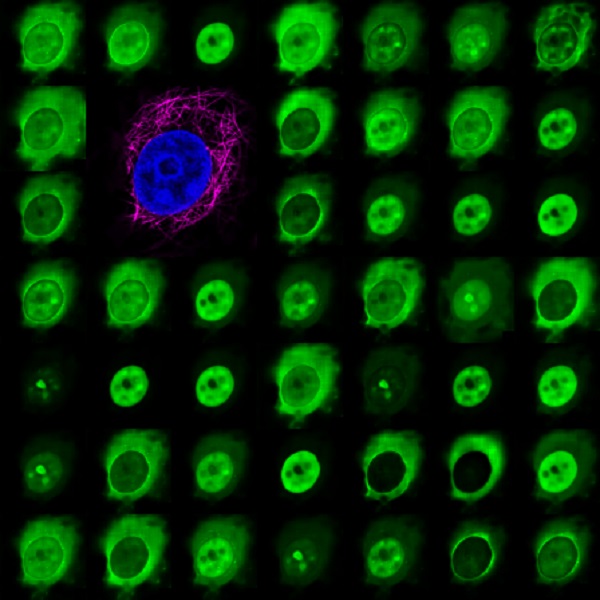 7 by 7 panel of synthetic images of protein expression in a human cell, generated by a self-supervised neural network. Different proteins are seen within the cells in the cytoplasm, nucleus and/or nucleolus. One image shows that the model can directly predict what different proteins would look like if they were expressed in the same cell (blue in the nucleus and purple in the cytoplasm).