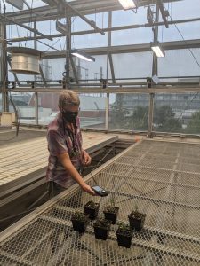 Bill Cole uses a light meter to measure LED lights next to potted plants in the earth sciences greenhouse. Photo by Tom Gludovacz