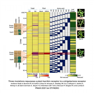 A heat map of KAI2 variants shows yellow where no change in 2-hybrid or germination phenotype occurs and red for mutant variants 19 and 64. The three mutations of Variant 64 are in amino acids 153, 157 and 190.