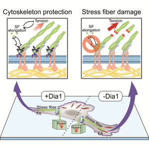 a digram of a stretch cell is shown at the bottom with myosin pulling on stress fibers in the cell. A "plus Dia1" panel on the top left shows intact fibers attached to proteins in the cell membrane with green actin recruited to elongate the stress fiber. A "minus Dia1" panel top right shows broken fibers with no recruitment of green actin.