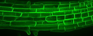 microscopic image of a plant root with columns of long greeen rectangular cells, swollen by cell wall stress
