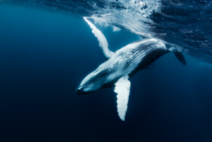 White and Blue Whale Diving Underwater