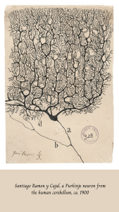 Drawing of Purkinje neurons. Cell bodies are shaped like a flask and have many threadlike extensions called dendrites